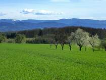 Blick von Freiamt auf den Schwarzwald, links das Feldberggebiet mit den letzten Schneeresten, April 2015