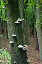 Woliński Park Narodowy - Nationalpark Wollin.

Aufnahmedatum: 22. Mai 2015