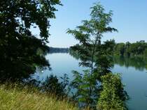 am Altrhein s�dlich von Breisach, Juli 2015