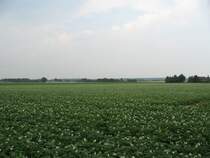 jede Menge Kartoffeln, Niersenbruch, Kamp-Lintfort, 2015-07-05-10-22-44