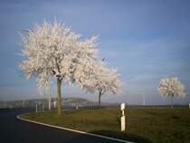Nachdem der Nebel sich aufgelst hatte waren die Bume am Straenrand im Norden Luxemburgs mit Rauhreif berzogen             am 29.12.2006