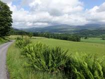 Drummond, Aussicht auf den Berg Ben Chonzie 929 M. (05.07.2015)