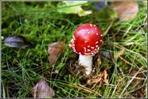 Ein junger Fliegenpilz leuchtet in prchtigem Rot - aufgenommen im Oktober 2004 im Thringer Wald.