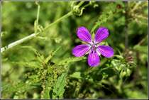 Diese Pflanze ist der sogenannte Stinkende Storchschnabel - aufgenommen im Juli 2006 auf den Naturwiesen am  Indianerteich  im Chemnitzer Stadtteil Glsa.