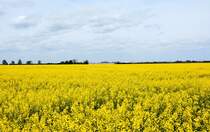 Rapsfeld bei Euskirchen - 29.04.2015