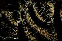 Kakteen im Morgenlicht bei El Pozo - Teneriffa. Aufnahme: Oktober 2008.