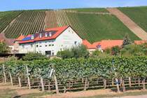 Blick auf das Weingut Voll bei Escherndorf am 12.09.2015.