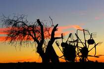 Ländliche Sommersilhouette mit knorrigem,alten Baum und Heuwender bei Hohnhausen, aufgenommen am 2.6.2015