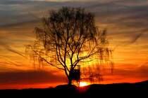 Mächtige Birke mit Hochsitz im Abendrot bei Burgpreppach, aufgenommen am 12.4.2015