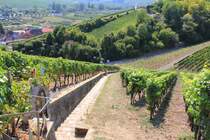 Blick auf den Weinlehrpfad bei Escherndorf am 12.09.2015.