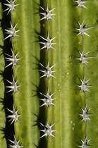 Nahaufnahme vom Kaktus auf Teneriffa. Aufnahme: Oktober 2008.