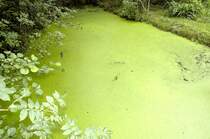 Algen auf stilles Wasser am Wotschofskagraben im Spreewald. Aufnahme: Juli 2006.