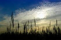 Stimmungsfoto von der Westküste der Insel Mandø im dänischen Wattenmeer. Aufnahme: 2. September 2006.