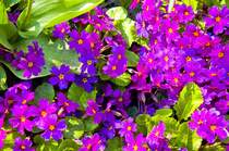 Becherprimel (Primula obconica) im Garten Emil Noldes auf Seebüll i Nordfriesland. Der Garten wurde nach Vorstellungen der Emil Noldes angelegt. Aufnahme: Mai 2007.