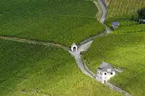 Weinfelder bei Bernkaste-Kues (Mosel). Aufnahme: Juli 2007.