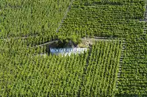 Weinfelder bai Valwig (Mosel). Aufnahme: Juli 2007.