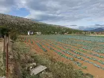 Kohlfelder bei Tolosi, Podgorica (21.09.2015)