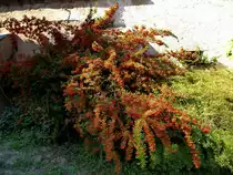 Feuerdorn, der immergr�ne Strauch wird bei uns als Ziehrgeh�lz oder Hecken angepflanzt, Okt.2015