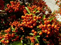 Feuerdorn, die reifen Fr�chte sind schwach giftig, dienen den V�geln als Nahrung, Okt.2015