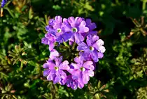 Blaukissen mit  Wasserperlen  im Garten - 22.08.2015