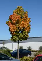 Es  herbstelt  wieder. Die ersten Verfärgungen an Bäumen. - 30.09.2015