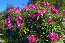 Bougainvillea in der nähe von Il-Mellieha auf Malta. Die Bougainvillea-Arten stammen ursprünglich aus Südamerika. Die Züchtungen gedeihen in allen subtropischen Gebieten bis ins südliche Mittelmeergebiet. Aufnahme: Oktober 2006.