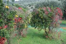 Orangenbume in Castellammare di Vli.