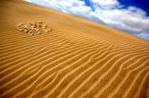 In den Dünen von Maspalomas auf Gran Canaria. Aufnahme: Oktober 2009.