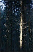 . Wenn ein bisschen Sonnenlicht in den Wald fällt -

werden einzelne Stämme und Zweige betont.
Im Schwäbischen Wald bei Schwäbisch Gmünd.

14.12.2015 (M)