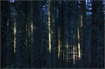 . Wenn ein bisschen Sonnenlicht in den Wald fällt -

heben sich einzelne Bäume hervor.
Im Schwäbischen Wald bei Schwäbisch Gmünd.

14.12.2015 (M)