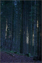 . Wenn ein bisschen Sonnenlicht in den Wald fällt -

heben sich einzelne Bäume hervor.
Im Schwäbischen Wald bei Schwäbisch Gmünd.

14.12.2015 (M)