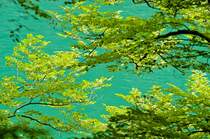 Das grüne Wasser des Königssee vom Ronneralm aus gesehen. Die grüne Farbe des Sees stammt von im Wasser gelösten Kalkteilchen, die das einfallende Sonnenlicht brechen. Aufnahme: Juli 2008.