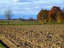 Herbststimmung in der Rheinebene, im Hintergrund der Ort Eschbach, am Horizont die Vogesen, Nov.2015