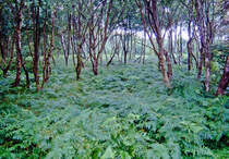 Urwald auf Darß. Bild vom Dia. Aufnahme: August 2001.