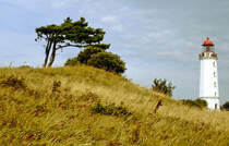 Am Leuchtturmweg auf der Insel Hiddensee. Bild vom Dia. Aufnahme: August 2001.