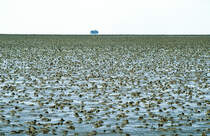 Hinterlassenschaften der Wattwürmer im Watt zwischen Nordstrand und Südfall. Bild vom Dia. Aufnahme: Juni 1999.