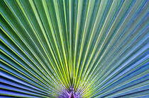 Palmenblatt auf Zypern. Bild vom Dia. Aufnahme: April 1995.