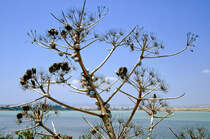Pflanze mit Schnecken am Salt Lake bei Larnaka auf Zypern. Bild vom Dia. Aufnahme: April 1995.