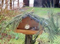 Grnfink und Kernbeier am und im Vogelhaus, 13.12.07
