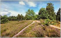 Vareler Heide bei Scheeßel, Heiderandgebiet, Anfang August 2016