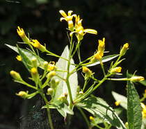 Harzgreiskrautblütchen, am Nachmittag des 07.08.2016 irgendwo im Wald zwischen Braunlage und dem Silberteich