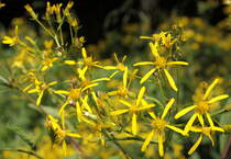 Harzgreiskrautblütchen; Aufnahme vom Nachmittag des 07.08.2016 im Wald zwischen Braunlage und dem Silberteich...