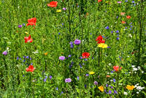 Streublumenwiese in der Erftaue. Diese Blumenwiesen wurden von der Stadt Euskirchen vermehrt angelegt, um den Bienen wieder genug Möglichkeit zum Sammeln von Nektar zu ermöglichen. 28.06.2016