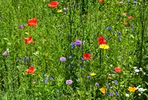 Streublumenwiese in der Erftaue. Diese Blumenwiesen wurden von der Stadt Euskirchen vermehrt angelegt, um den Bienen wieder genug Möglichkeit zum Sammeln von Nektar zu ermöglichen. 28.06.2016