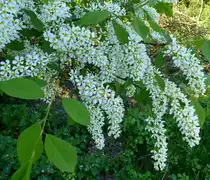 Bl�tenstand der Traubenkirsche, April 2017