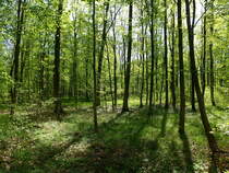 Auenwald im Frhling, die schnste Jahreszeit in diesen Wldern, wenn das Licht bis auf den Waldboden reicht und eine ppige Vegetation ermglicht, April 2017