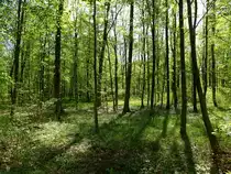 Auenwald im Fr�hling, die sch�nste Jahreszeit in diesen W�ldern, wenn das Licht bis auf den Waldboden reicht und eine �ppige Vegetation erm�glicht, April 2017