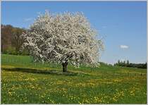 Frühling am Jurasüdfuss bei Apples
(14.04.2017)