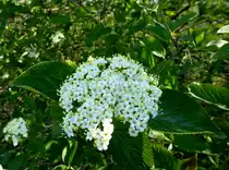 Viburnum, der Bl�tenstand, geh�rt zur Gattung Schneeball und umfa�t �ber 100 Arten, bei uns oft in Parkanlagen, April 2017