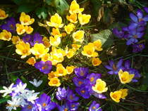 Bunte Gartenkrokusse am 16.3.2017 (mit freundlicher Genehmigung von A. Strelow)
